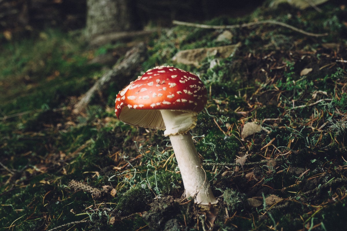 Studying The 'Magic' In Shrooms: New Research Will Assess Origin Of Psychedelic Properties