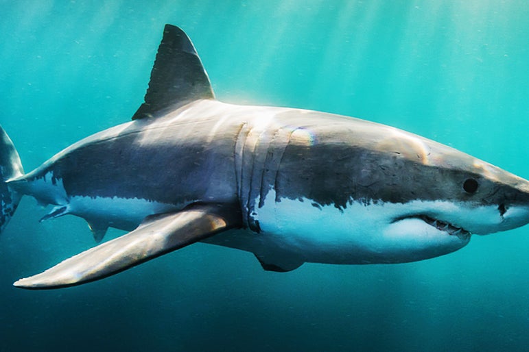 TikToker Fined $18,500 For Eating Endangered Great White Shark