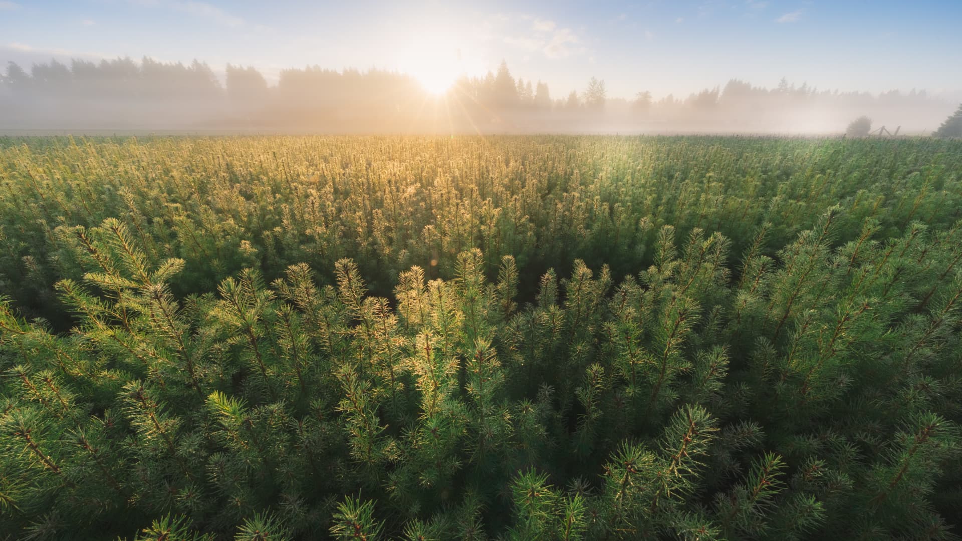 Mast, formerly DroneSeed, acquires Cal Forest Nurseries