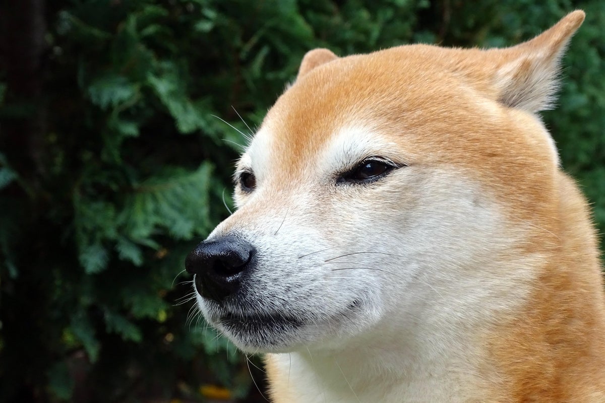 If You Had $1,000 Right Now, Would You Buy Shiba Inu (SHIB) Or Ethereum?