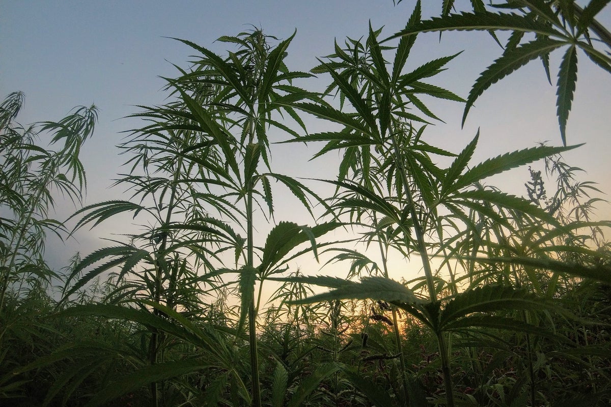 Hemp Could Be The Biggest Investment Opportunity Since Plastic