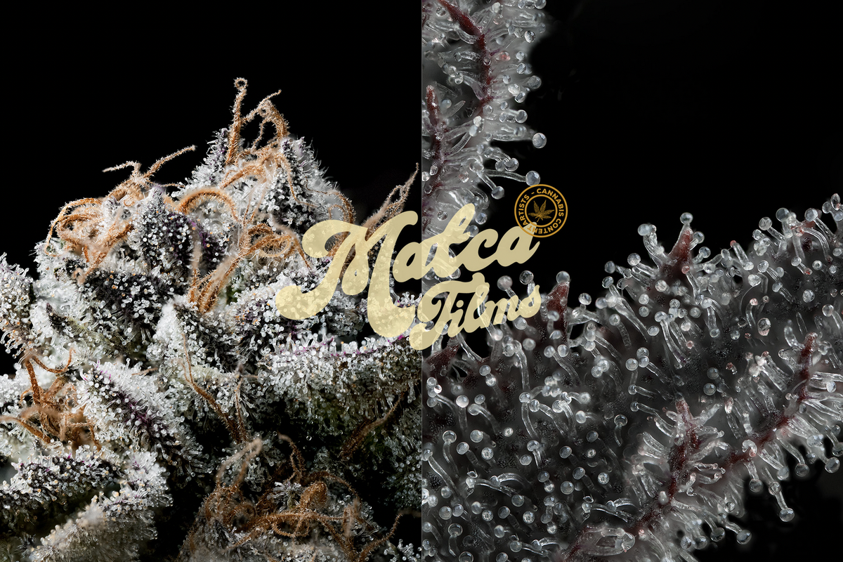 A Visual Revolution In The Global Cannabis Market: Meet Matca Films, The Team Creating The Most Beautiful Weed Visuals - Greenlane Hldgs (NASDAQ:GNLN)