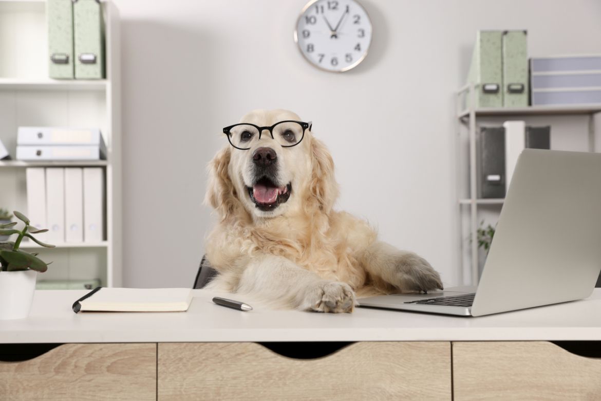 dog with glasses pet insurers UK