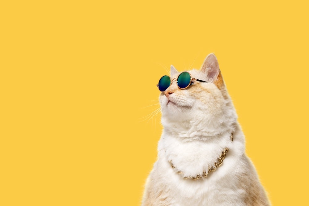 Toshi, Coinbase's Meme Cat, Sparks Billion-Dollar Price Targets: 'Just Buy It And Forget It,' Exclaims Trader